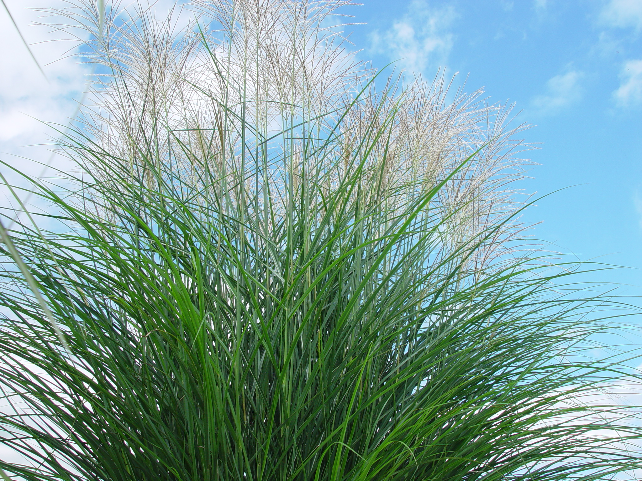 Miscanthus sinensis 'Green Light'